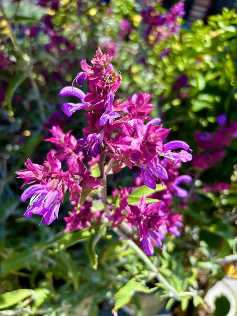 Salvia canariensis-1_result - Online Flower Garden Salvia canariensis