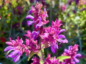 Salvia canariensis