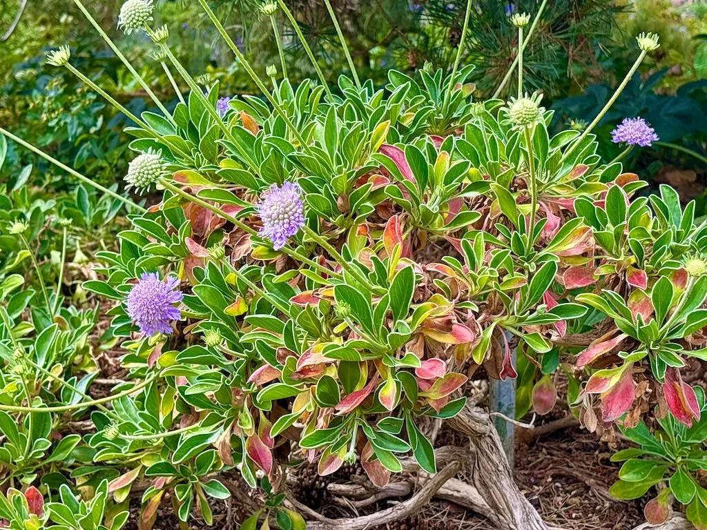 Scabiosa albocincta