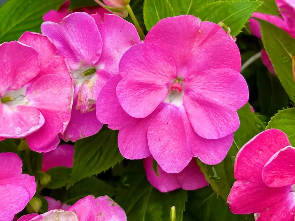 SunPatiens® Vigorous Pretty Pink Impatiens