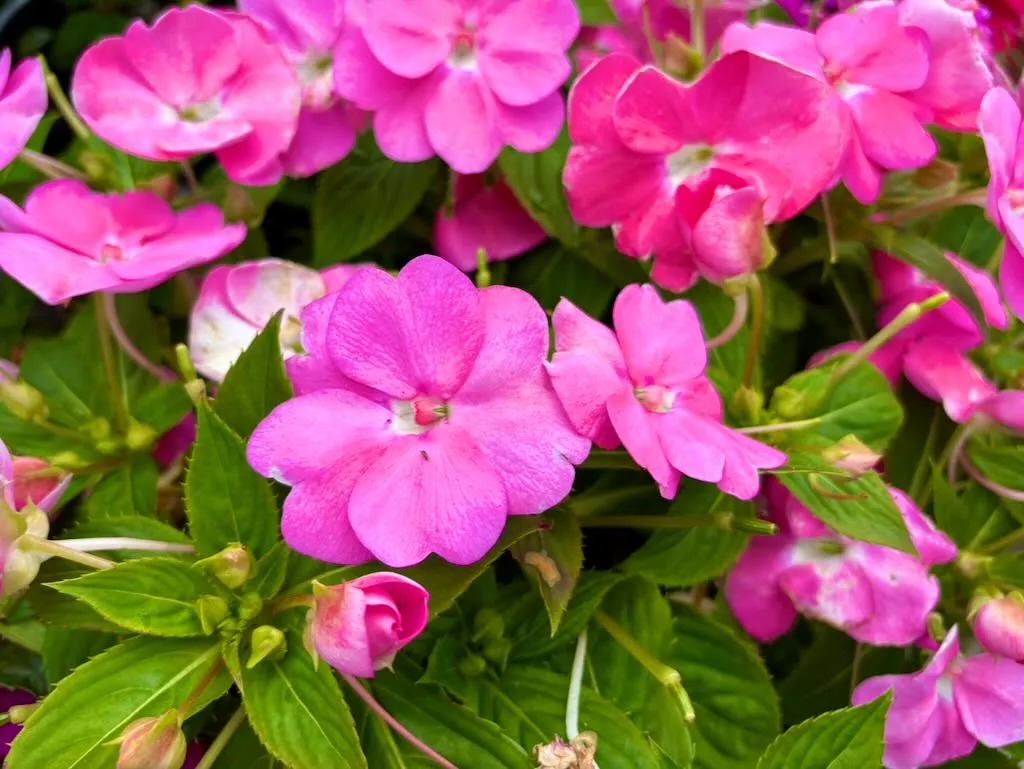SunPatiens® Vigorous Pretty Pink Impatiens