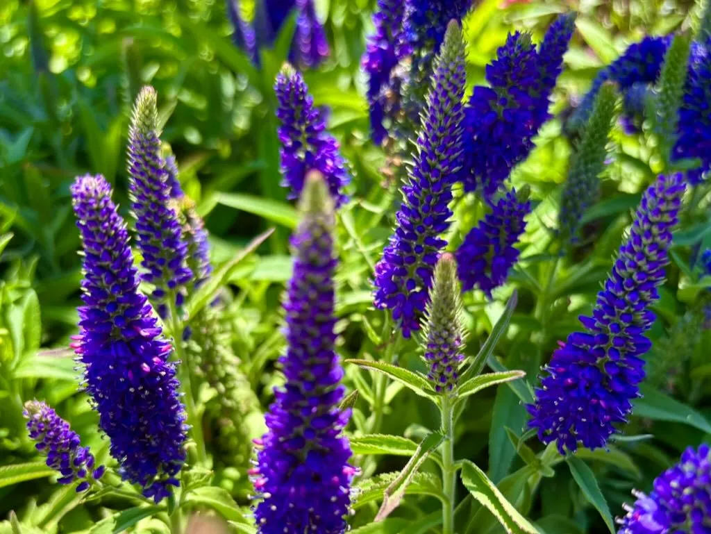 Veronica Vernique Blue-1_result - Online Flower Garden Veronica'Vernique™ Blue'