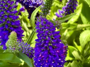 Veronica 'Vernique™ Blue'