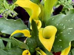 Zantedeschia ‘Sunclub®’