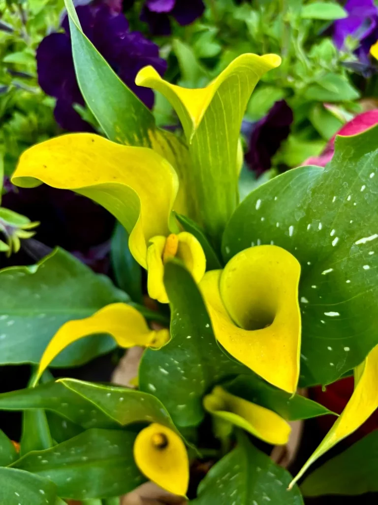 Zantedeschia Sunclub_result - Online Flower Garden Zantedeschia ‘Sunclub®’
