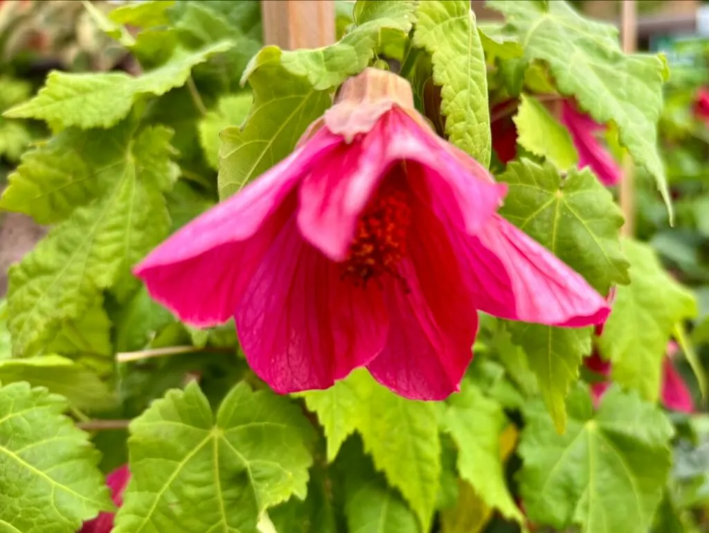 Abutilon hybridum Scarlet Fire-1_result - Online Flower Garden Abutilon hybridum 'Scarlet Fire'