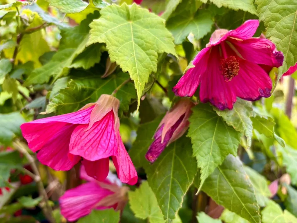 Abutilon hybridum Scarlet Fire_result - Online Flower Garden Abutilon hybridum'Scarlet Fire'