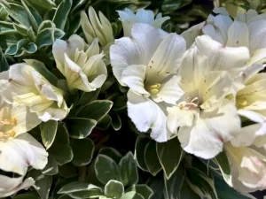 Alstroemeria 'Colorita® Claressa'