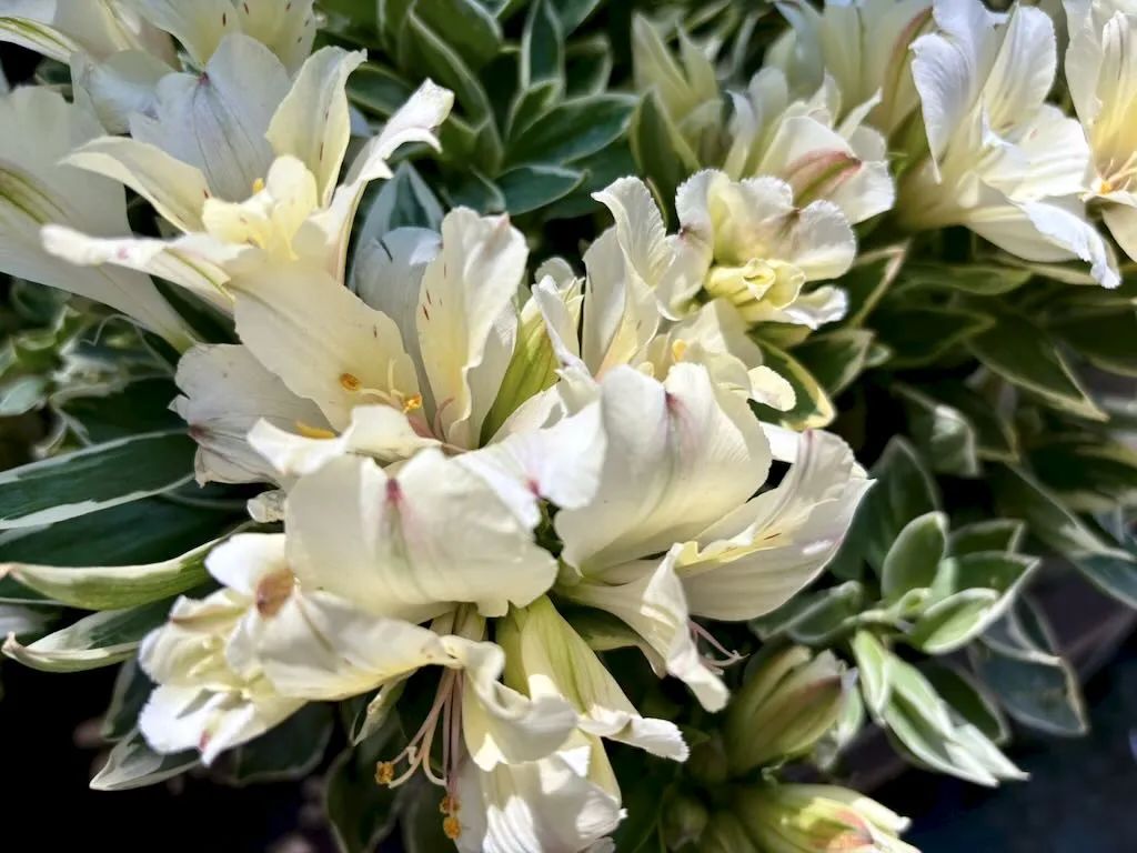 Alstroemeria'Colorita® Claressa'