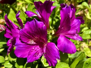 Alstroemeria 'Colorita® Tamara'