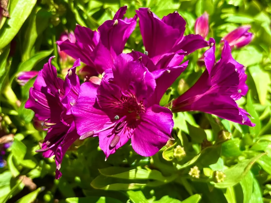 Alstroemeria'Colorita® Tamara'