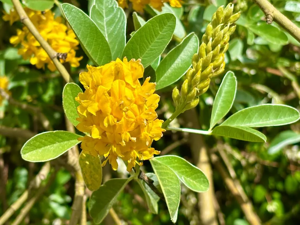 Argyrocytisus battandieri-1_result - Online Flower Garden Argyrocytisus battandieri