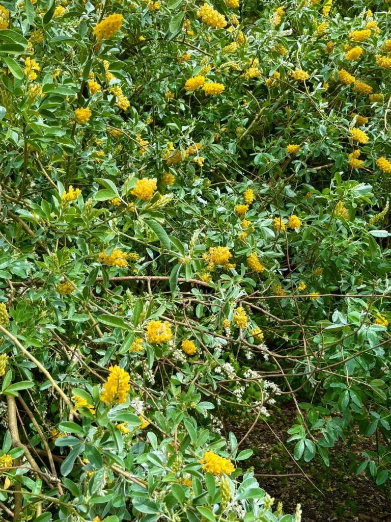 Argyrocytisus battandieri_result - Online Flower Garden Argyrocytisus battandieri