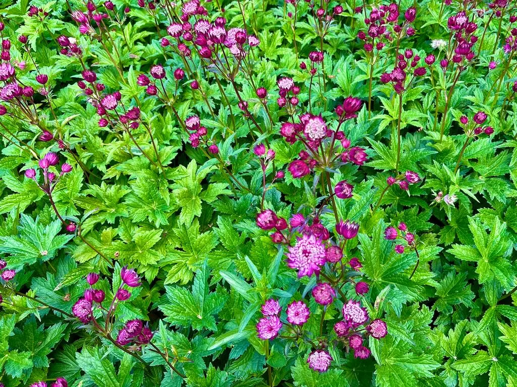 Astrantia'Hadspen Blood'