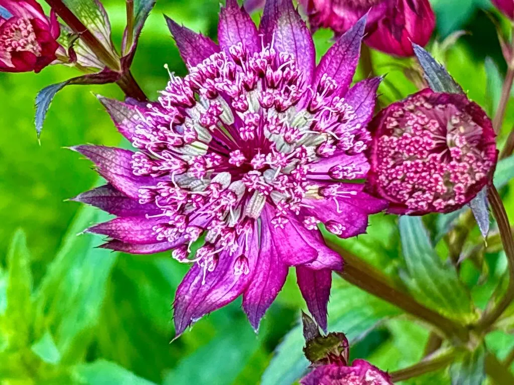 Apiaceae Astrantia'Hadspen Blood'