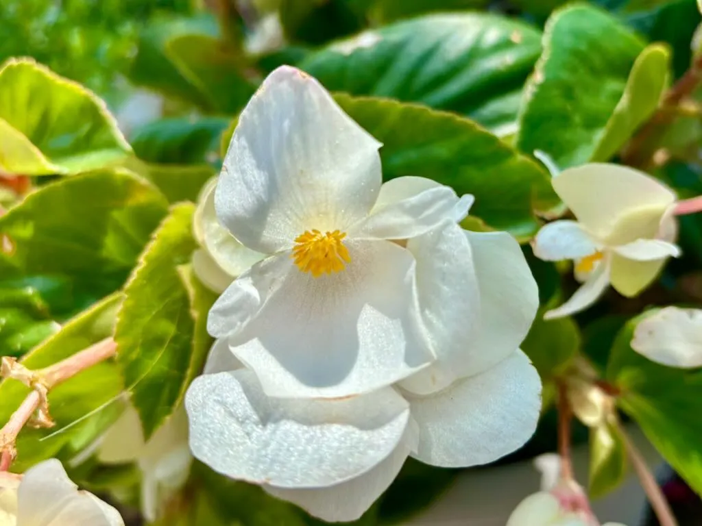 Begonia Whopper White-1_result - Online Flower Garden Begonia ‘Whopper® White’