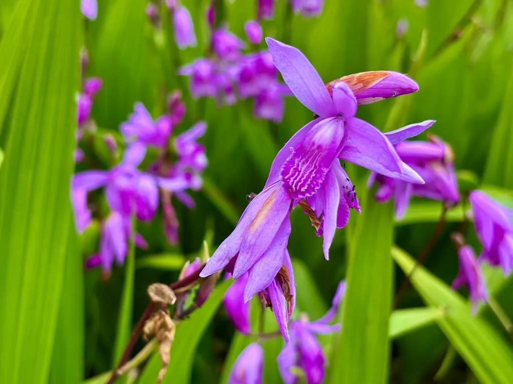 Bletilla striata