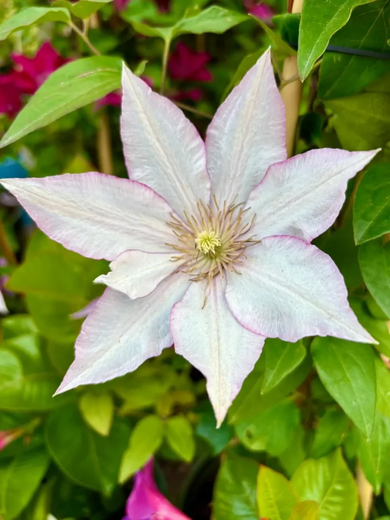 Clematis Boulevard Samaritan Jo-1_result - Online Flower Garden Clematis'Boulevard® Samaritan Jo™'