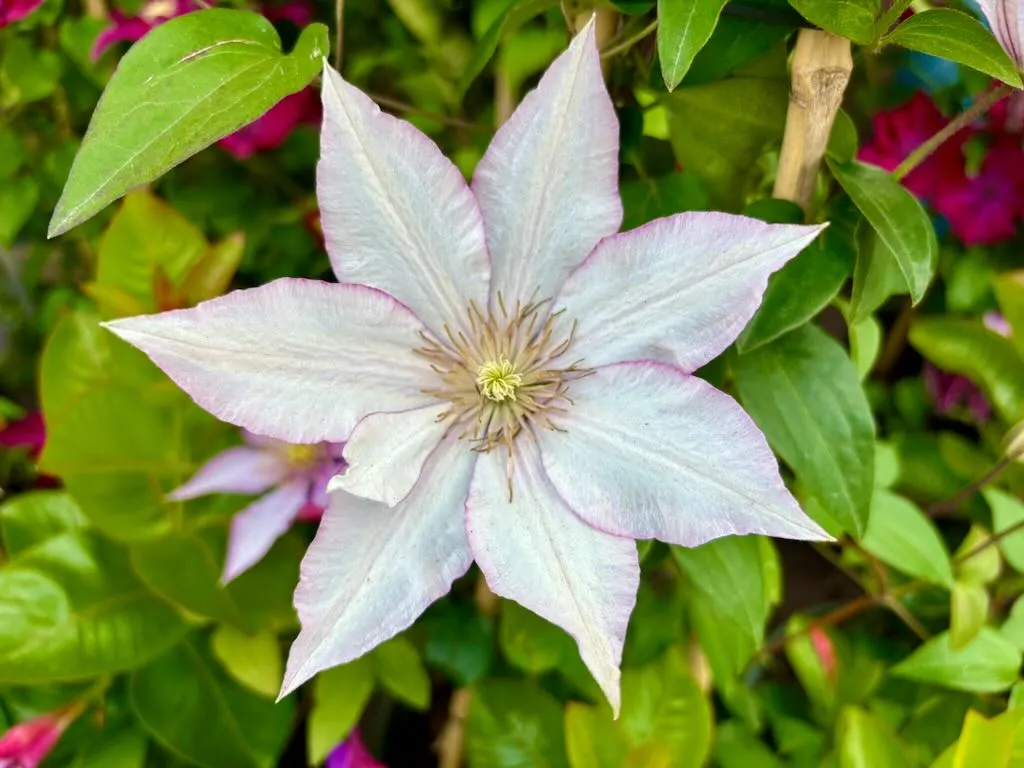 Clematis Boulevard Samaritan Jo_result - Online Flower Garden Clematis 'Boulevard® Samaritan Jo™'