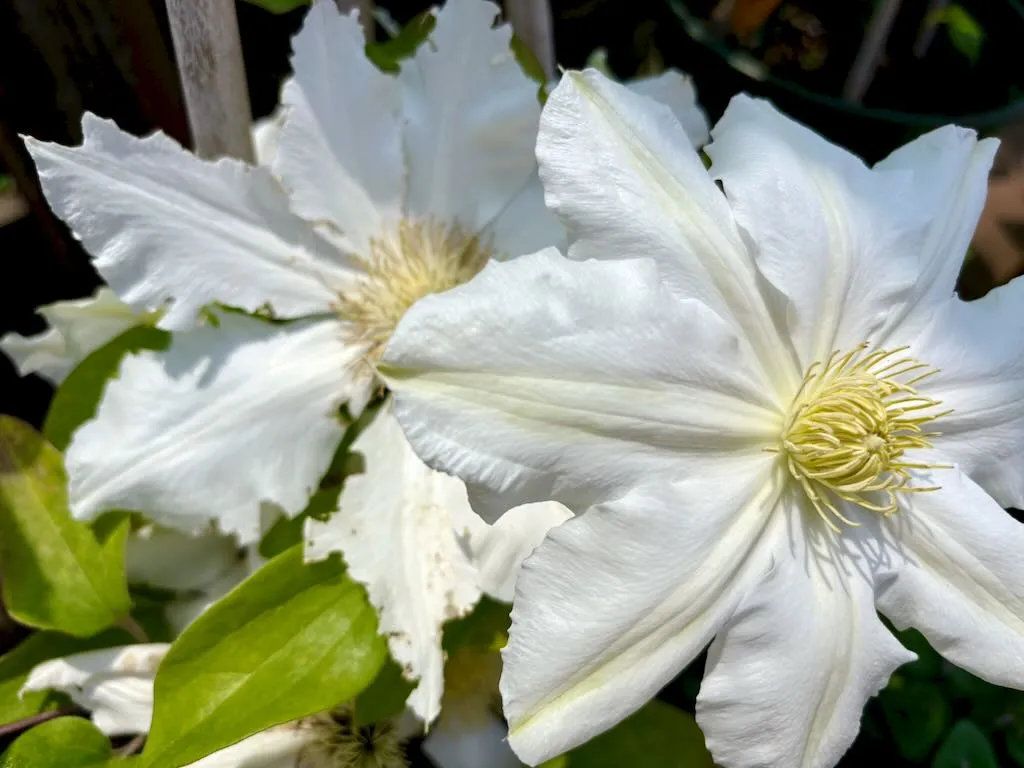 Clematis Toki-1_result - Online Flower Garden Clematis ‘Toki’