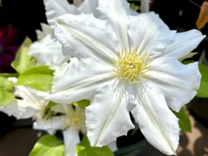 Clematis ‘Toki’