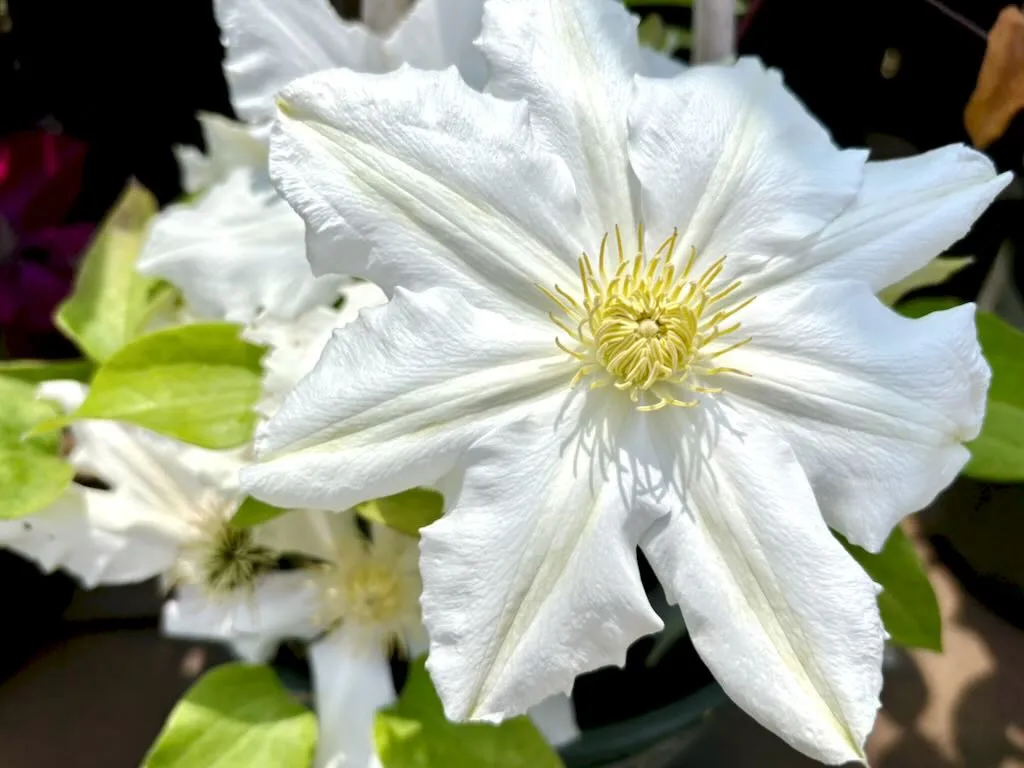 Clematis Toki_result - Online Flower Garden Clematis ‘Toki’
