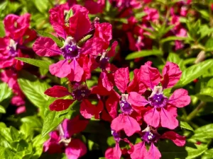 Cuphea ‘Sweet Talk™ Deep Pink’