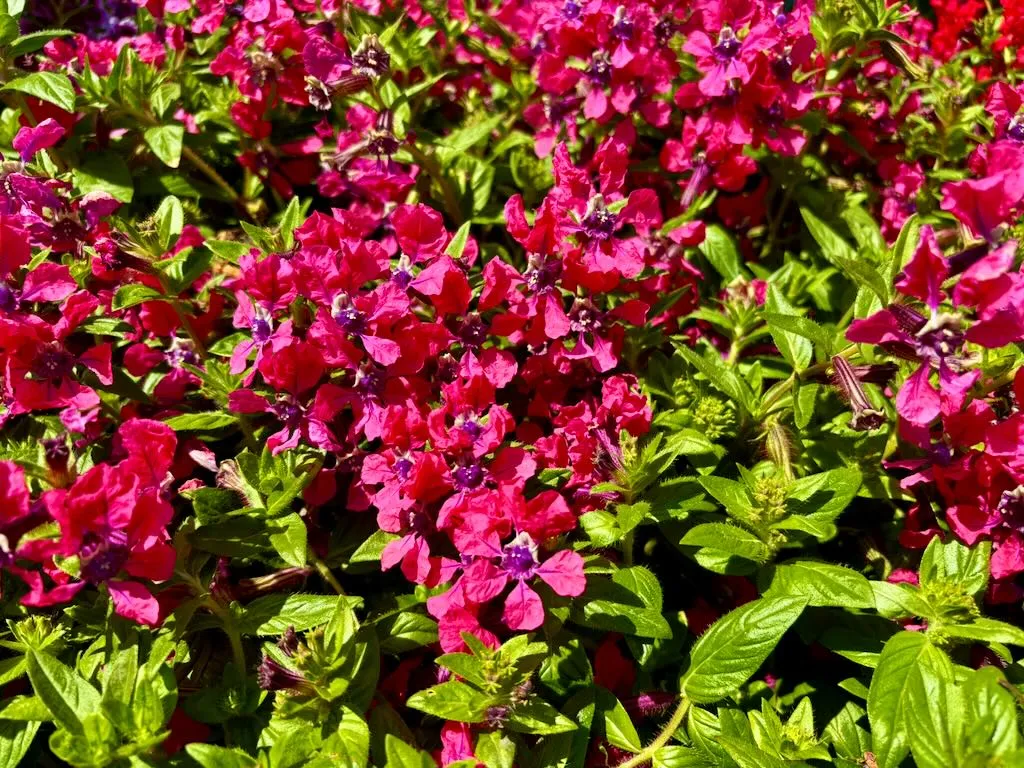 Cuphea Sweet Talk Deep Pink_result - Online Flower Garden Cuphea ‘Sweet Talk™ Deep Pink’
