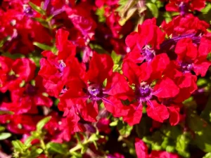 Cuphea ‘Sweet Talk™ Red’