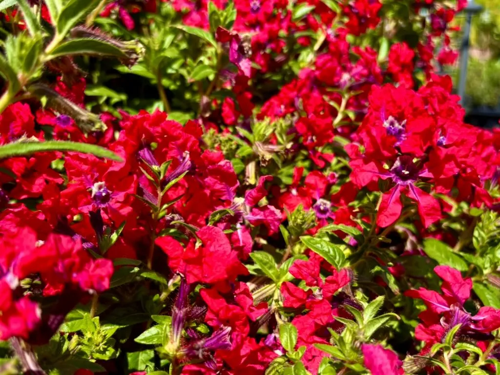 Cuphea Sweet Talk Red_result - Online Flower Garden Cuphea ‘Sweet Talk™ Red’