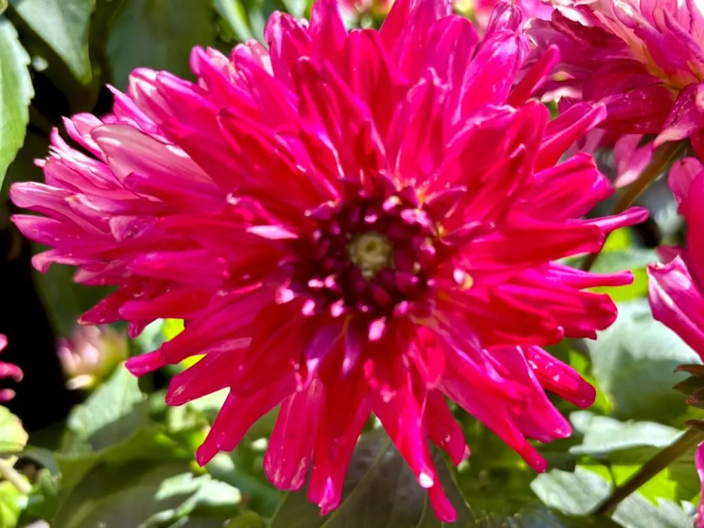Dahlia Megaboom Raspberry Ice-1_result - Online Flower Garden Dahlia 'Megaboom Raspberry Ice'