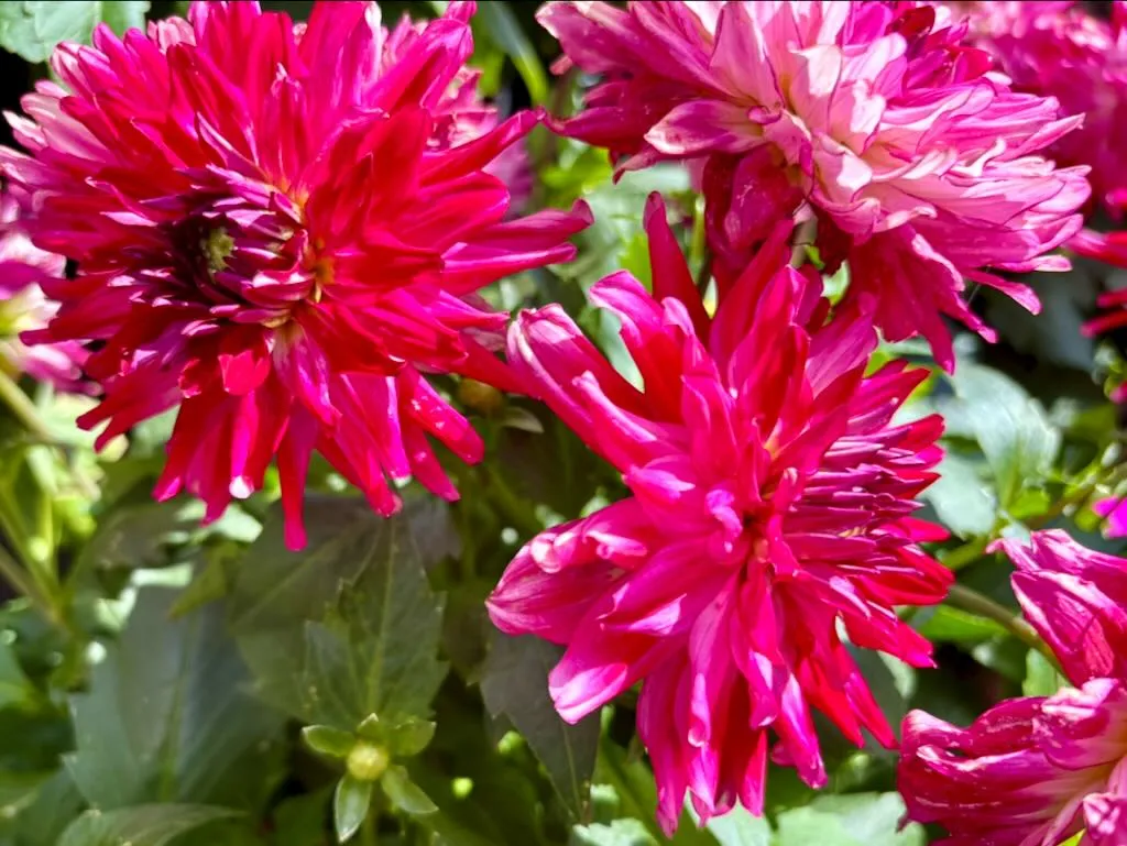 Dahlia Megaboom Raspberry Ice_result - Online Flower Garden Dahlia'Megaboom Raspberry Ice'