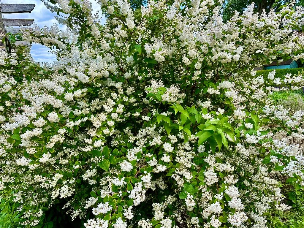 Deutzia staminea-1_result - Online Flower Garden Deutzia staminea