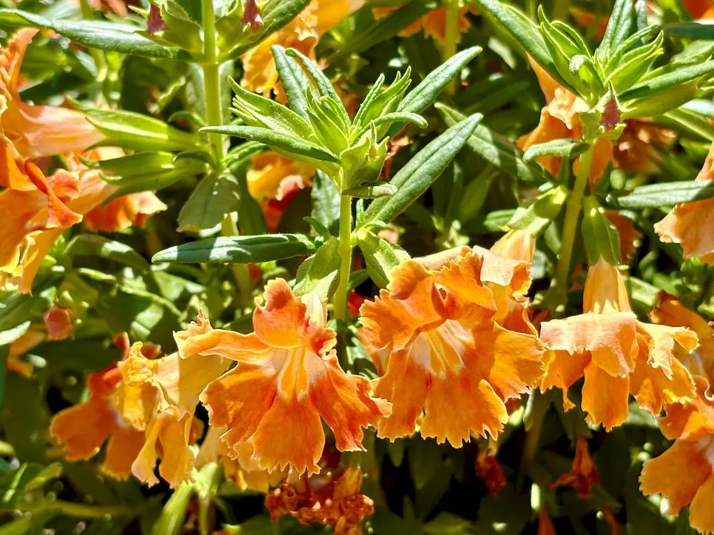 Diplacus 'Burst™ Orange'