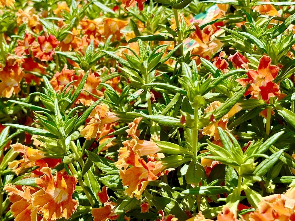 Diplacus'Burst™ Orange'