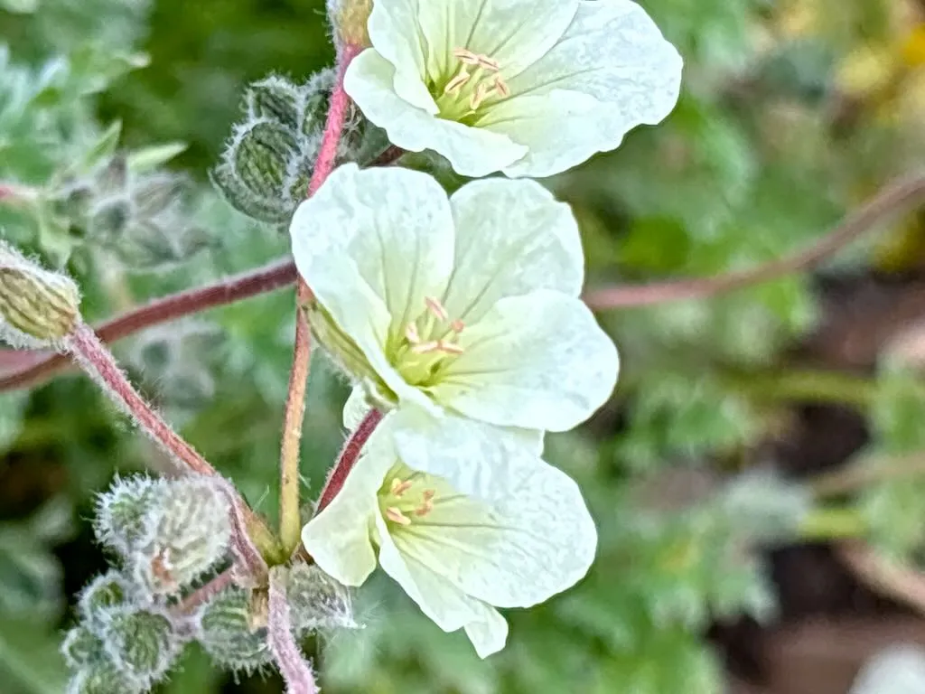 Erodium chrysanthum_result - Online Flower Garden Erodium chrysanthum