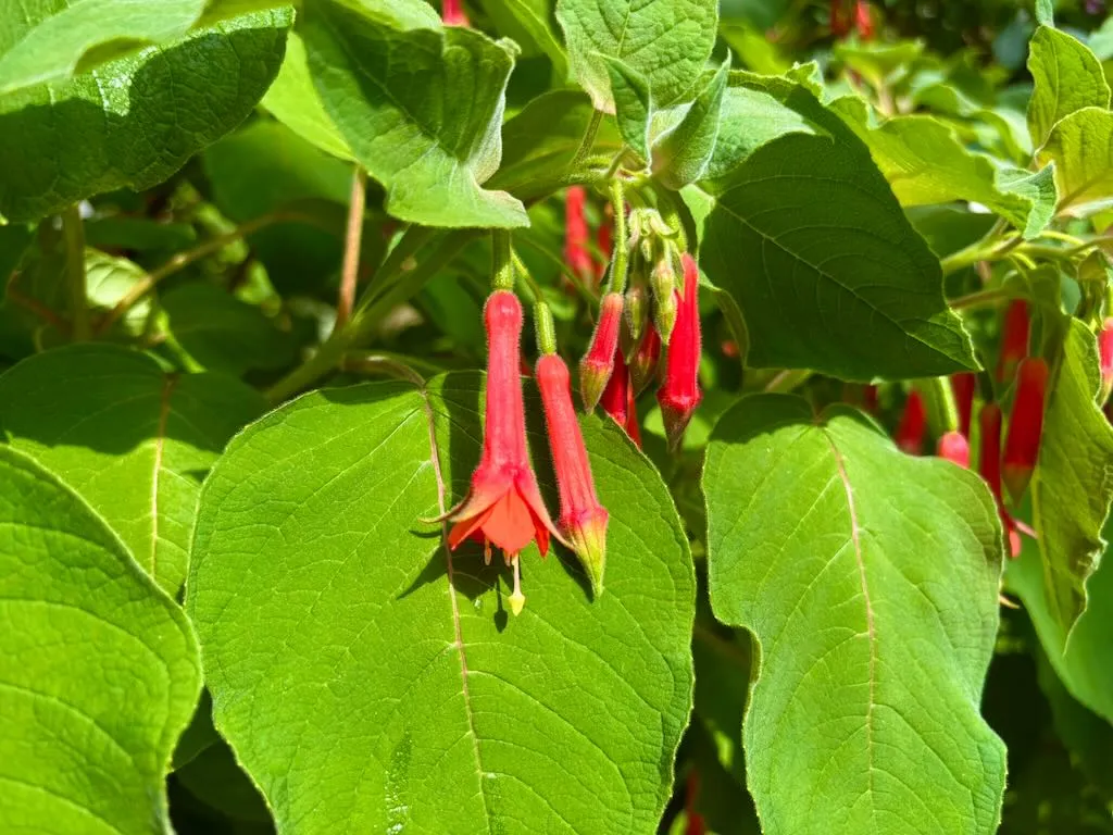 Fuchsia fulgens-1_result - Online Flower Garden Fuchsia fulgens