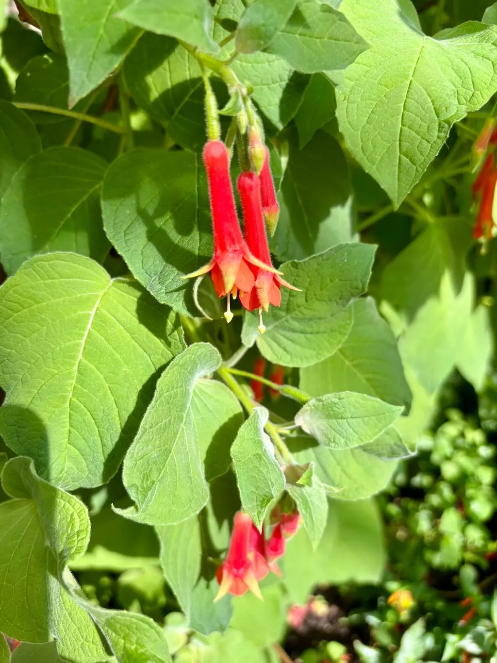 Fuchsia fulgens_result - Online Flower Garden Fuchsia fulgens
