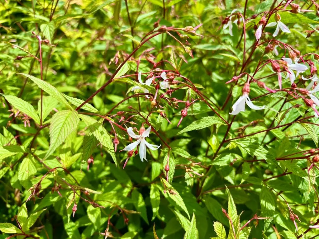 Gillenia trifoliata-1_result - Online Flower Garden Gillenia trifoliata