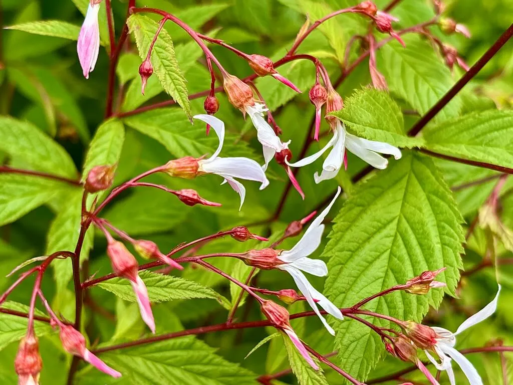 Gillenia trifoliata_result - Online Flower Garden Gillenia trifoliata