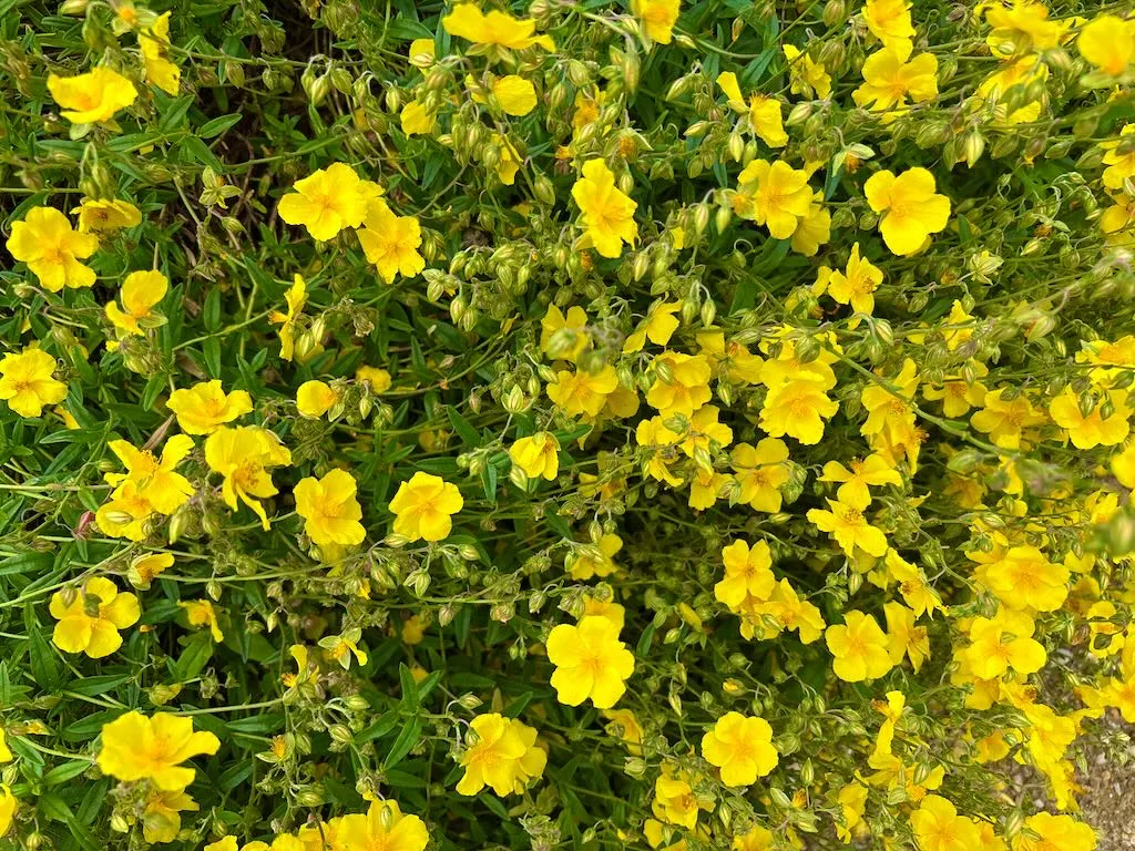 Helianthemum Golden Queen-1_result - Online Flower Garden Helianthemum ‘Golden Queen’
