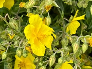 Helianthemum ‘Golden Queen’