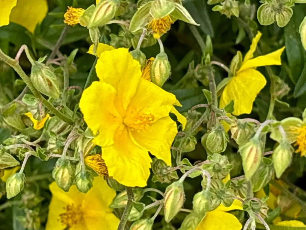 Helianthemum Golden Queen_result - Online Flower Garden Helianthemum ‘Golden Queen’