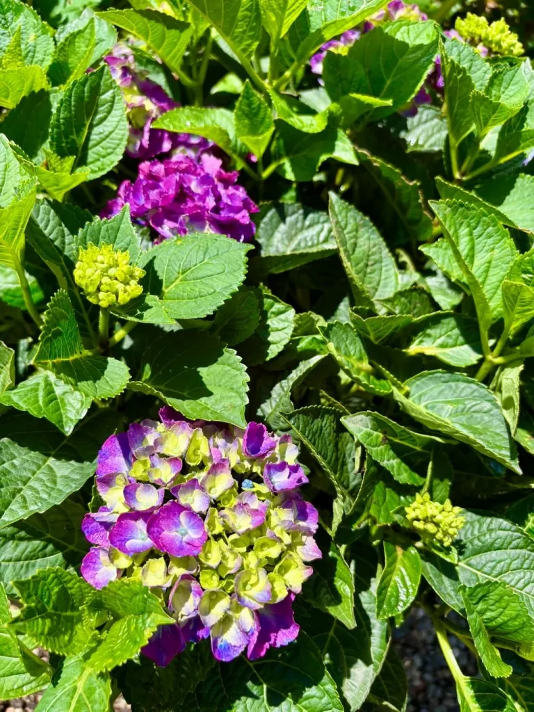 Hydrangea Seaside Serenade®'Newport'