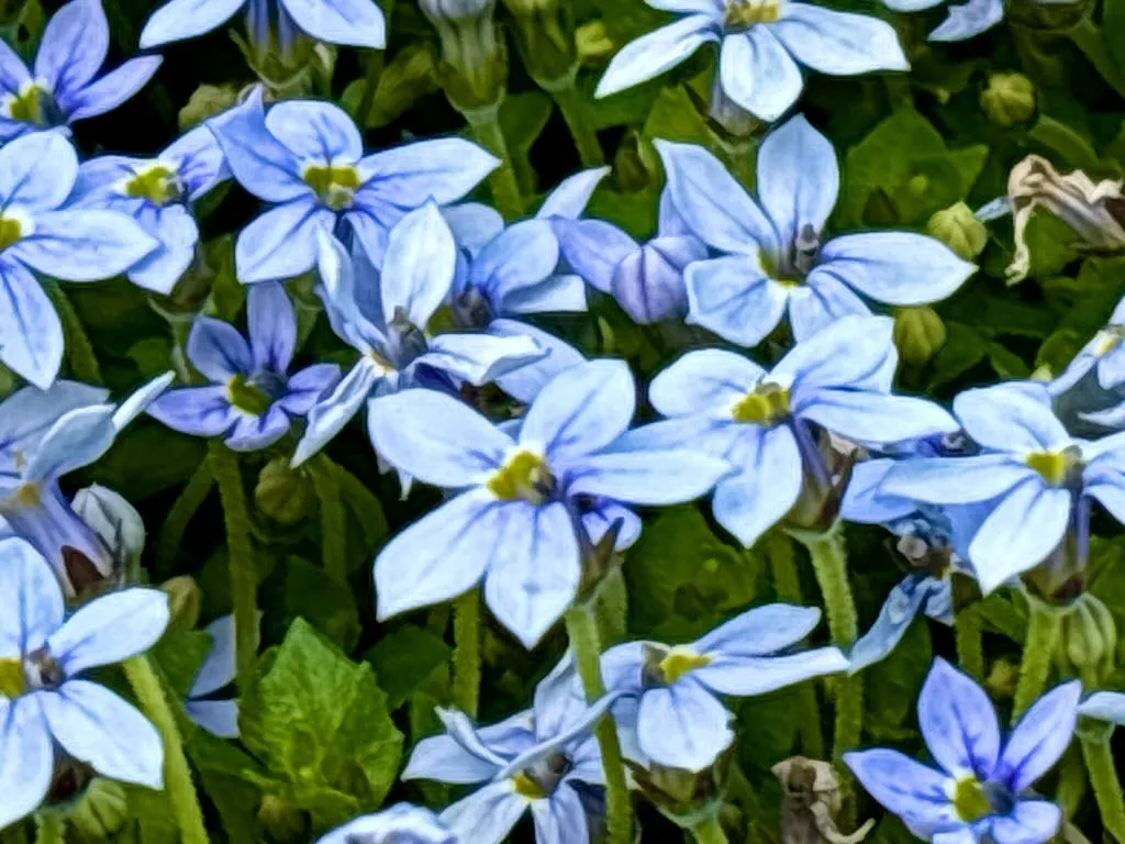 Lobelia pedunculata-1_result - Online Flower Garden Lobelia pedunculata
