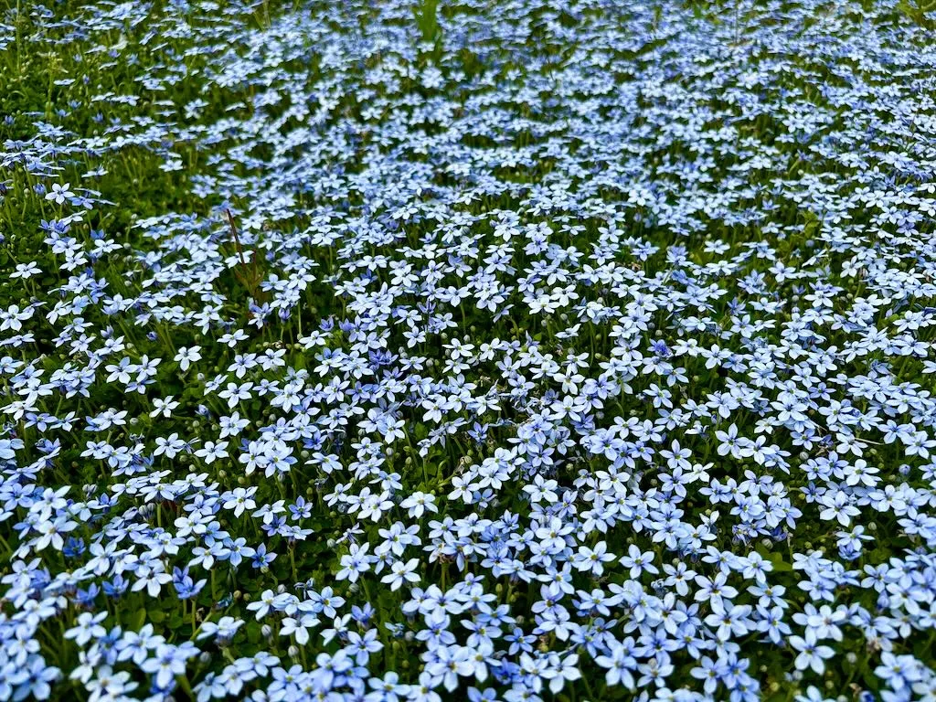 Lobelia pedunculata_result - Online Flower Garden Lobelia pedunculata
