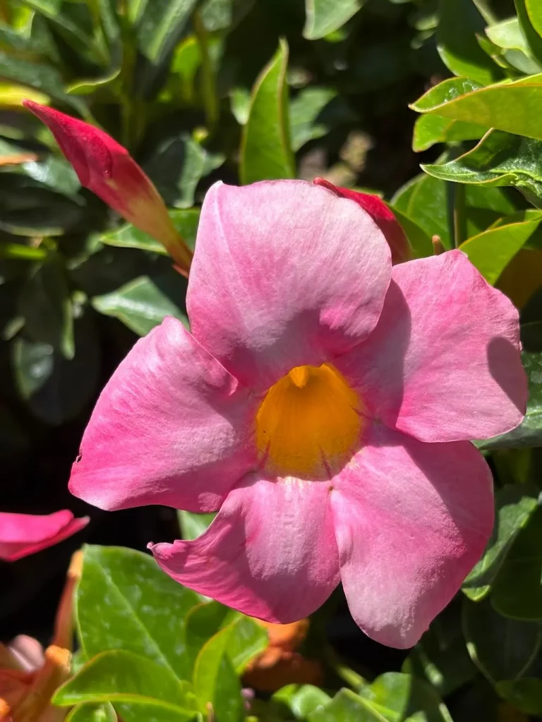 Mandevilla Bella Pink_result - Online Flower Garden Mandevilla ‘Bella™ Pink’