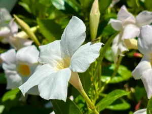 Mandevilla 'Bella™ White'