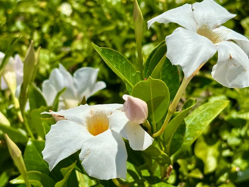 Mandevilla Bella White_result - Online Flower Garden Mandevilla'Bella™ White'