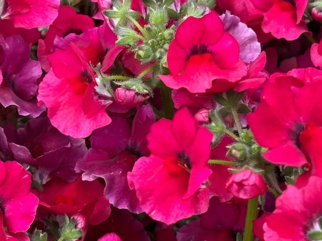 Nemesia Nesia Burgundy_result - Online Flower Garden Nemesia ‘Nesia™ Burgundy’